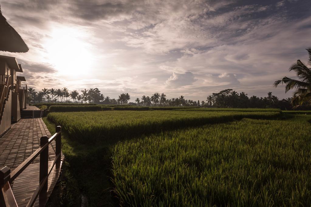 Superior Double Room with Rice Paddy View