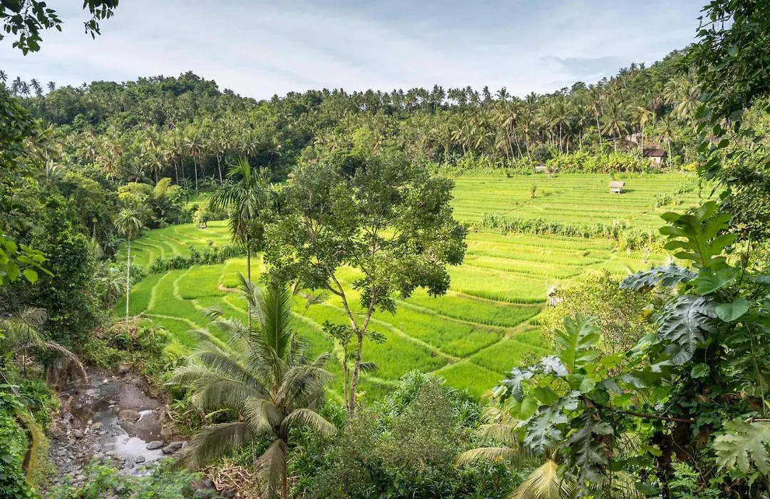 Kaura Bali-1